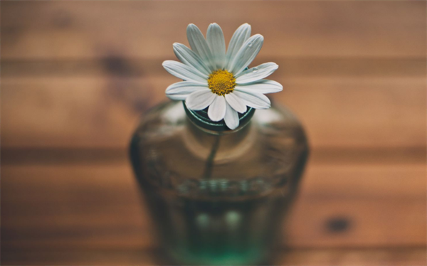 信念如花，永不凋零