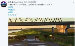 日本野猪台风天一路狂奔 为生存而战感动网友(图)