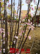 “疫情封校不可怕，歌舞拔河乐开花”