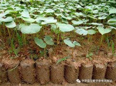 文学作品 | 李芬利：大地的公主