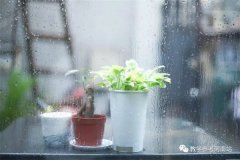 文学作品 | 闫素娟：雨后忆辛公