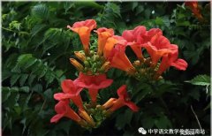 吴海珠专栏 | 煌煌凌霄花
