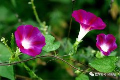 柳梅专栏 | 牵牛花与狗尾巴草