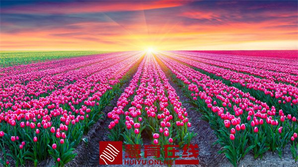 故乡的荷花