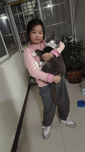 我家的宠物猫球球