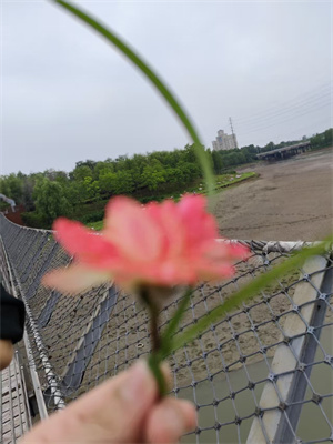 《草丛边的小小观察家》