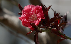 我的植物朋友—桃花