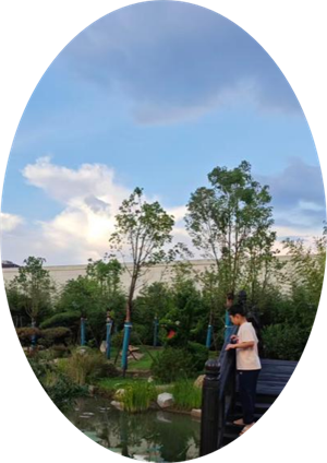 校园里的桂花树