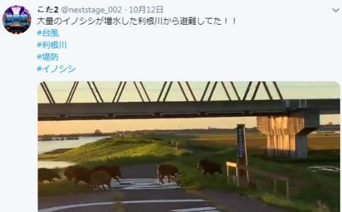 当地时间13日,日本利根川浮现出一群黑野猪,它们趟过河流跑过山坡,一路狂奔。图片来源:社交媒体截图。