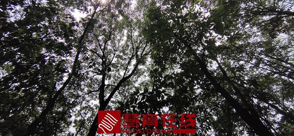 34c1c33d62701661b3ea1aa4fa75dac