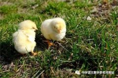 文学作品 | 海 强：养在鸟笼里的鸡