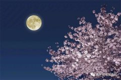 于文静专栏 | 秋月  桂花