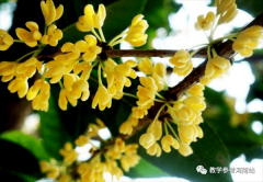 王彩萍专栏 | 桂花 星光 桂香（短篇小说）