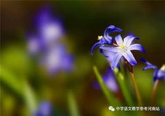 焦小有专栏 | 老马的金秋（小小说）