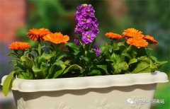 文学作品 | 李 郁：金丽阿姨（小小说）