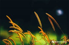 摄影配文 | 刘 晖：狗尾草