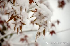 王怀君专栏 | 雪花的故乡（外二首）