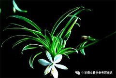 文学作品 | 移植的吊兰