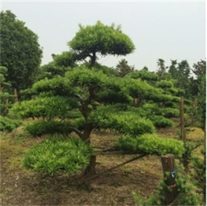 松树
